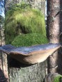 /album/najnowsze-zdjecia/a23-04-2016-006-jpg/